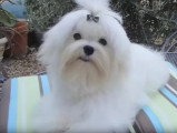 Présentation du Bichon Maltais