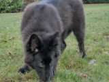 Un Timber Shepherd de 4 mois