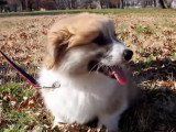 Présentation du Welsh Corgi Cardigan et Pembroke