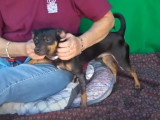 Présentation du Pinscher Nain