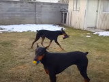 Le Dobermann vs le Rottweiler