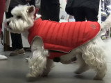 Un défilé de mode pour chien à Deauville (France)