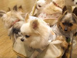 La folie des chiens au Japon
