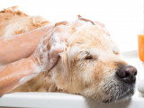 Un chien Labrador se fait faire un shampoing