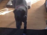 Un Grand Danois apprend à marcher avec des bottes