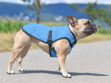 Un Bouledogue Français porte un manteau rafraîchissant