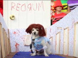 Le Haute Dog Howl'oween Parade Long Beach 2017, défilé de chiens déguisés pour Halloween