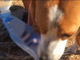 Les accessoires essentiels pour une balade avec son chien