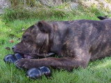 Présentation du Bull Terrier du Staffordshire et son os Kong