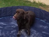 Test produit : la piscine pour chien