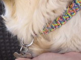 Comment réaliser un collier pour chien en paracorde
