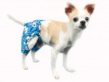 Un chien portant un short de bain pour chien