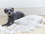 Les phéromones et leur utilisation pour apaiser les chiens