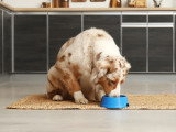 Un Berger Australien mange dans sa gamelle sur un tapis