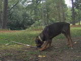 Un chien Mastweiler joue avec un pelle