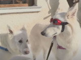 Comment protéger son chien du froid