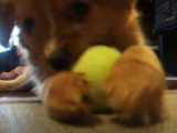 Ce Cavapom joue avec une balle de tennis