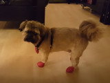 La maîtresse de ce Shiffon lui a mis des petits chaussons