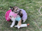 Des Shi Chi en tutu