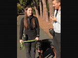 Le licol pour apprendre à un chien à ne plus tirer