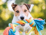 Un Jack Russell tient une corde dans sa gueule dans un jardin