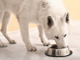 Un chien blanc mange dans sa gamelle