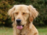 Répulsif pour chien : comment le choisir et l'utiliser