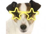 Un Jack Russell avec des lunettes de star en forme d'étoile