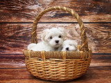 Panier, coussin, tapis, corbeille... : comment choisir le couchage de son chien ?