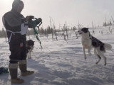 L'Ivakkak, une course de traîneaux à chiens réservée aux Inuits