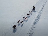 Des images aériennes d'une course de traîneaux à chiens