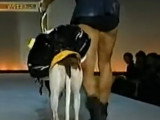 La Pet Fashion Week new-yorkaise s'exporte au Japon