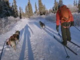 Découverte du ski-joëring, le ski tiré par des chiens de traîneau