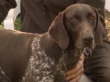 L'élevage de chiens de chasse : infos et témoignages