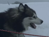 Un musher raconte son quotidien avec ses chiens de traîneau