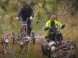 Le cani-kart, pour faire du traîneau à chiens sans neige