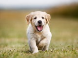 La crème des chiens au championnat de France du chien de race