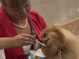 Des Spitz Nains lors d'une prestigieuse exposition canine