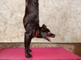 Le doga, ou yoga pour chiens : une manière originale de renforcer les liens avec son chien