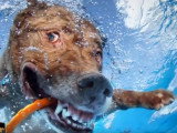D'incroyables photos de chiens dans l'eau