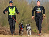 Courir avec son chien : le canicross