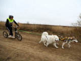 Une femme fait de la cani-trottinette avec un Husky et un Samoyède