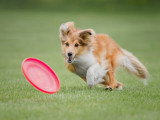 Un chien court dans l'herbe après un frisbee