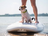 Un Jack Russel fait du paddle avec son maître