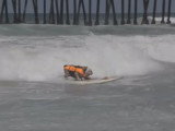 Un chien Bouledogue Anglais fait du surf