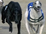 Course de Greyhounds en Slow Motion