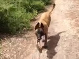 Un Berger Belge Malinois joue à chercher une balle