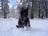 Un Terre Neuve joue et s’amuse dans la neige