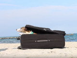 Un Whippet va en vacances à la mer