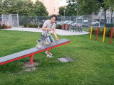 Entrainement sur un parcours d'Agility pour un Yorkshire